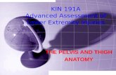 Kin191 A. Ch.8. Pelvis. Thigh. Anatomy