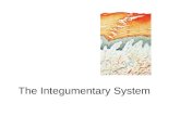 The integumentary system