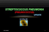 Streptococcus pneumonia (pneumococcus)