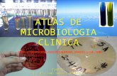 Atlas Microbiologia Clinica Pate I