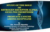 Study of the role of estrogen receptor alpha gene polymorphism in prostate cancer among egyptians