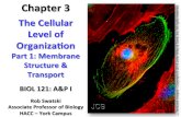 BIOL 121 Chp 3 pt1: Plasma Membrane Structure and Function