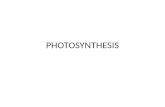 Plant physio photosynthesis