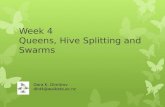 Bees Week 4 - Queens, Hive Splitting and Swarms of Honey Bees