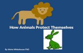 Animal protection (adapations teach)