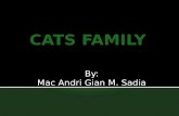 Cats family