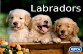 RSPCA - Labradors