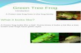 Josh green tree frog