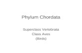 Phylum Chordata - Birds