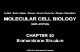 Molecular Cell Biology Lodish 6th.ppt - Chapter 10   biomembrane structure