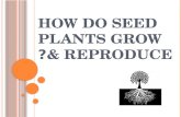 How do seed plants grow & reproduce