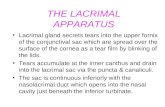 The lacrimal appratus