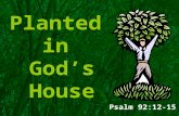 Planted in God’s House