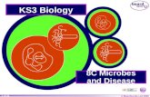 8 c microbes and disease