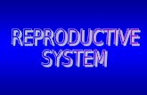 15 Reproductive System.ppt