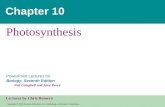 10  photosynthesis text