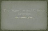 Life Science 3.1 : The Digestive System