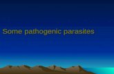 7..some pathogenic parasites