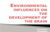 Environmental Influences On The Development Of The Brain