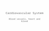Cardiovascular System, Vessels and Heart