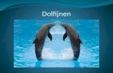 Dolfijnen. Waar hij leeft  Dierentuin  Rivieren  Zeeën  dolfinarium.