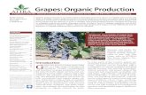 Grapes: Organic Production