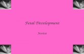 Fetal development powerpoint 2