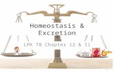 Overview of homeostasis & excretion