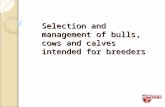 15    selection of breeders