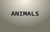 Animals (1)