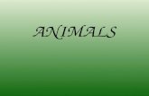 Animals vocab