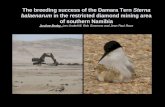 Diamond Mining Impacts on Breeding Damara Terns
