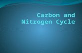 Carbon and nitrogen cycle