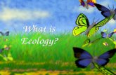 Ecology introduction