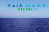 Benthic ocean animals done
