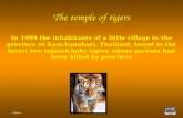 Buddhist Temple Of Tigers