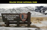 Yellow stone national park