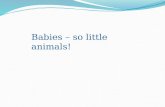 Babies – So Little Animals!