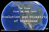 Ken Curren's Steelhead Evolution & Diversity
