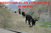 community based cattle  breeding plan in Nepal