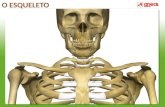 Esqueleto areal