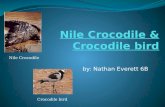 Nile Crocodile  & Crocodile Bird-Symbiotic Relationship