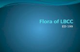 Flora Of Lbcc - Final