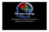 The brain & drugs