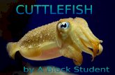 Cuttlefish presentation (3)