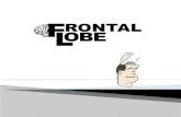 Frontal lobe and its functions