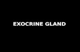 Exocrine gland