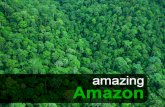 Amazing Amazon