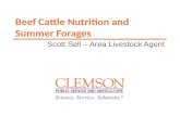 Summer Forages for Beef Cattle