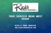 Tree Service near West Point